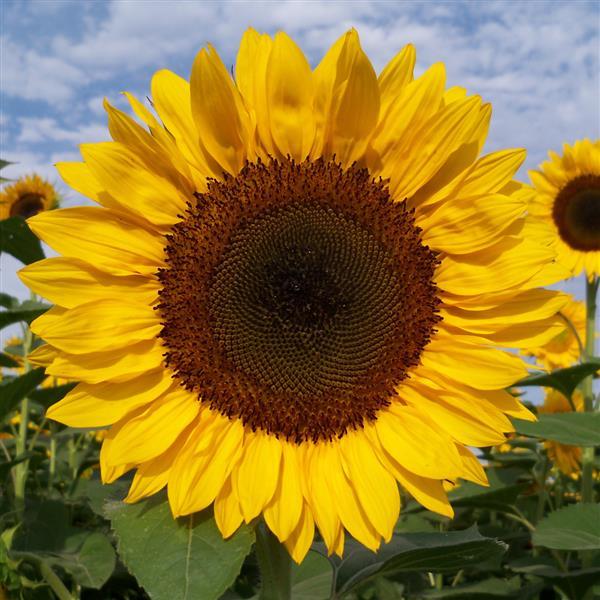 cut flower sunflower seeds Sunflower Seeds Sunflower Pro Cut Orange DMR Cut Flowers – Buy Bulk Seeds