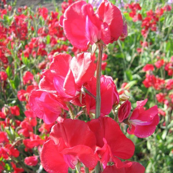 1,000 Sweet Pea Seeds Mammoth Crimson Cut Flower