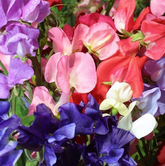 1,000 Sweet Pea Seeds Mammoth Mix Cut Flower