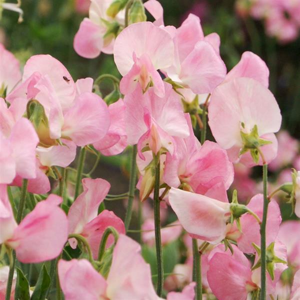1,000 Sweet Pea Seeds Mammoth Salmon Cream Cut Flower