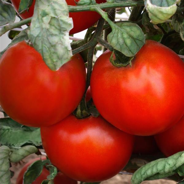 Tomato Seeds Tomato Camaro Hybrid