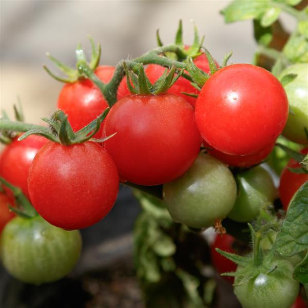 Tomato Seeds Little Birdy Red Robin Dwarf Tomato
