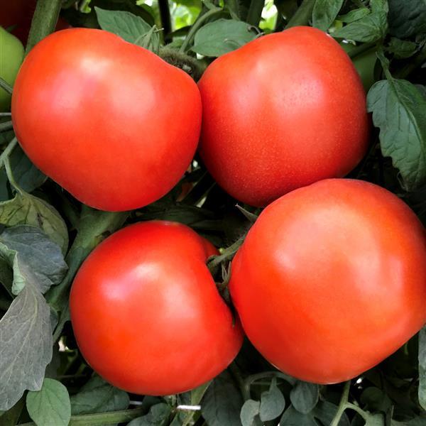 Tomato Seeds Rambler Hybrid Slicer Tomato