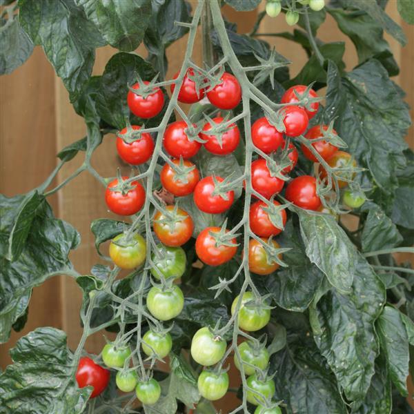 Tomato Seeds Rapunzel Hybrid Cherry Tomato