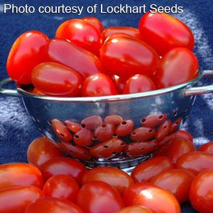 Tomato Seeds Tomato Red Grape