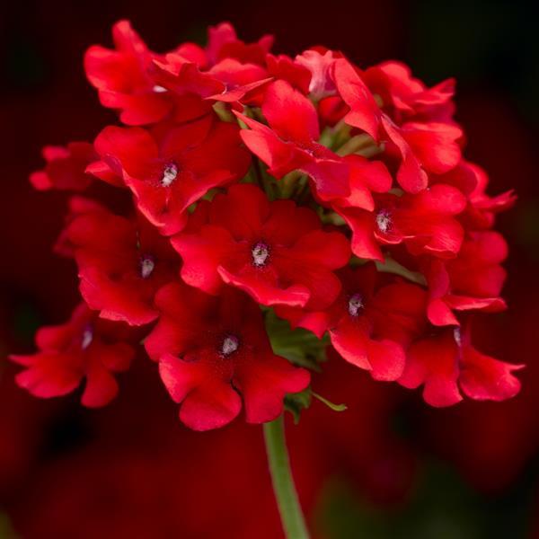 Verbena Seeds Verbena Obsession Cascade Scarlet