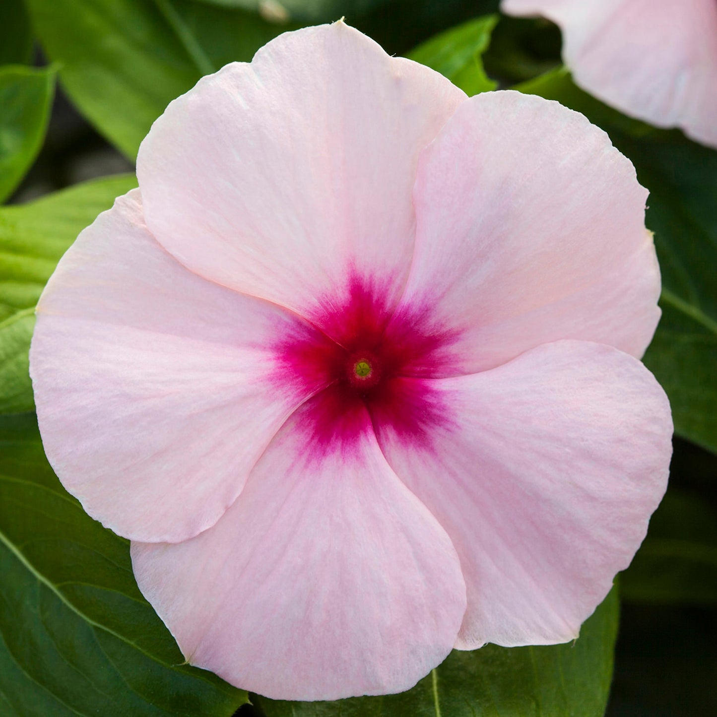 Vinca Seeds Vinca Blockbuster Apricot 1,000 Seeds