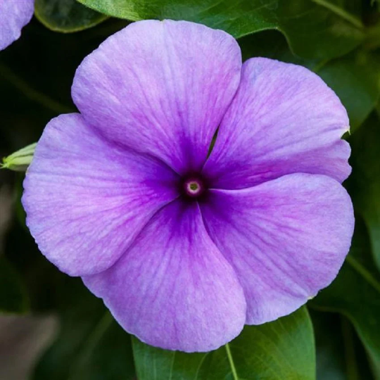 Vinca Seeds Vinca Blockbuster Blue 1,000 Seeds