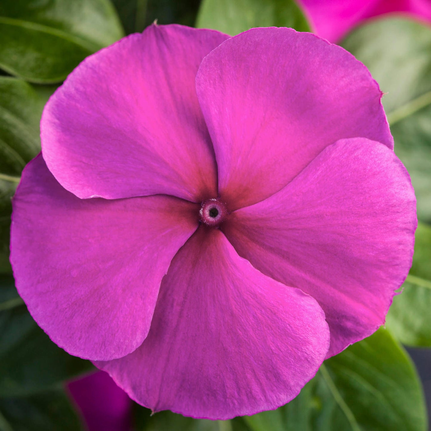 Vinca Seeds Vinca Blockbuster Purple 1,000 Seeds