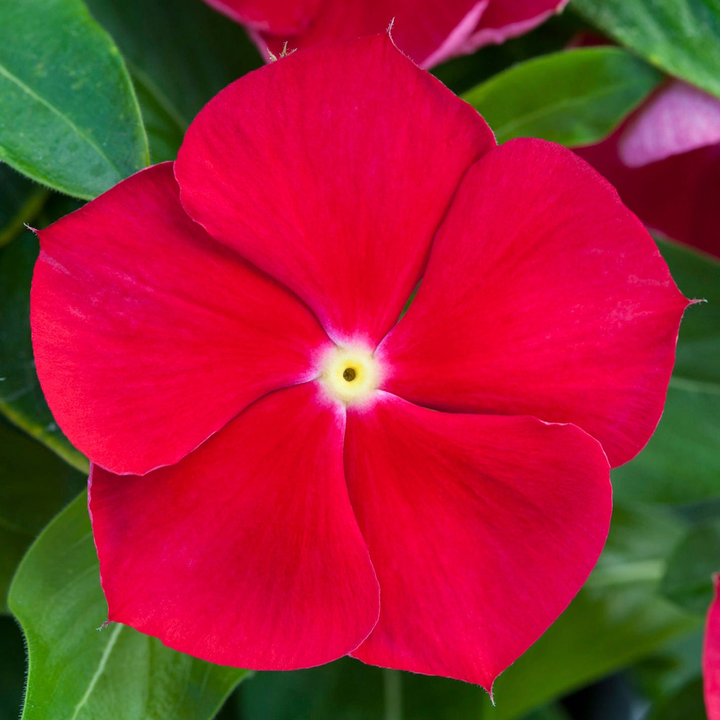 Vinca Seeds Vinca Blockbuster Red Eye 1,000 Seeds