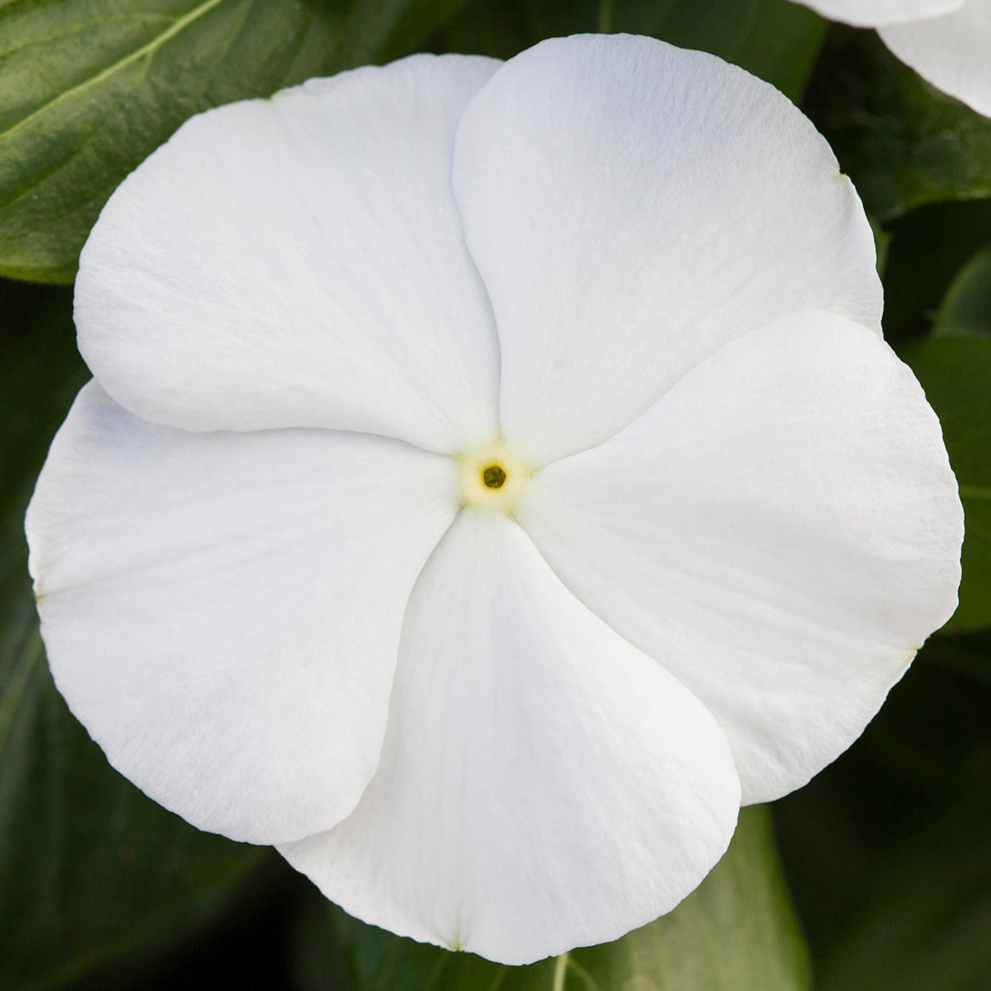 Vinca Seeds Vinca Blockbuster White 1,000 Seeds
