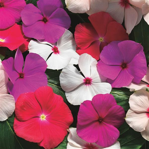 Vinca Seeds Cora Cascade XDR Mix Vinca Flower Seeds