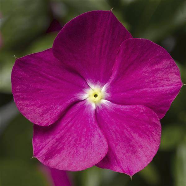 Vinca Seeds Cora Cascade XDR Violet Vinca Flower Seeds