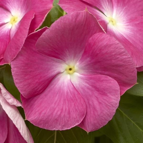 Vinca Seeds Vinca Cora XDR Pink Halo