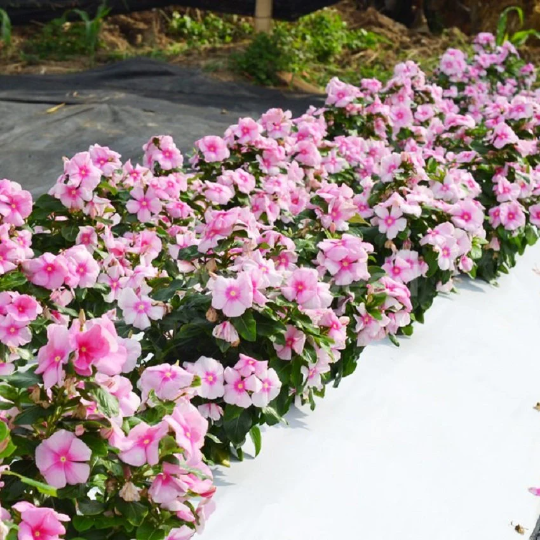 Vinca Seeds Vinca Mega Bloom Icy Pink
