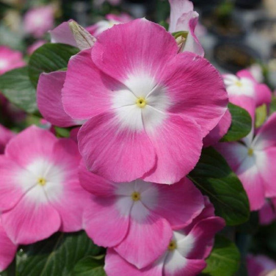 Vinca Seeds Vinca Mega Bloom Pink Halo
