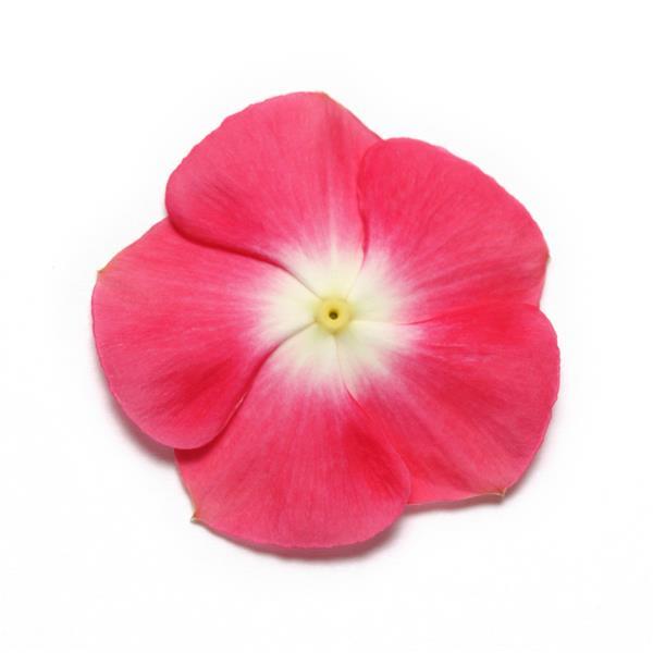 Vinca Seeds Vinca Pacifica XP Red Halo 1,000 Seeds