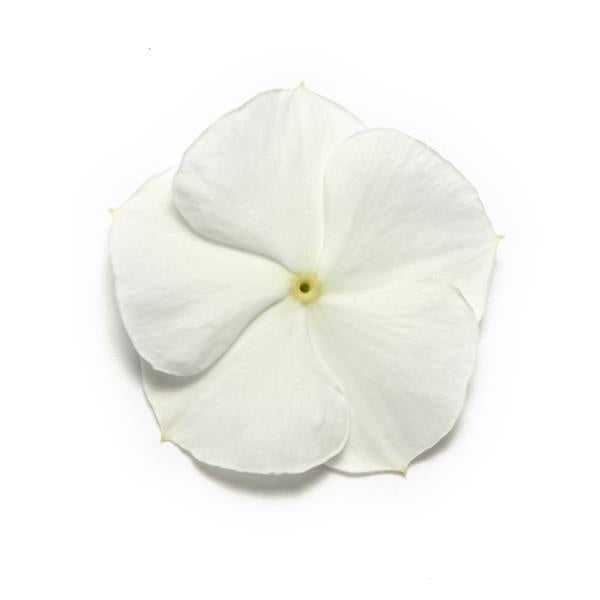 Vinca Seeds Vinca Pacifica XP White 1,000 Seeds