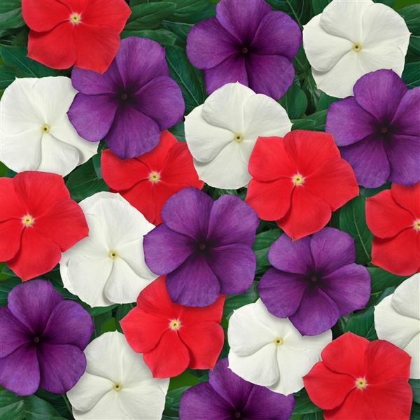 Vinca Seeds Vinca Tattoo™ American Pie Mix
