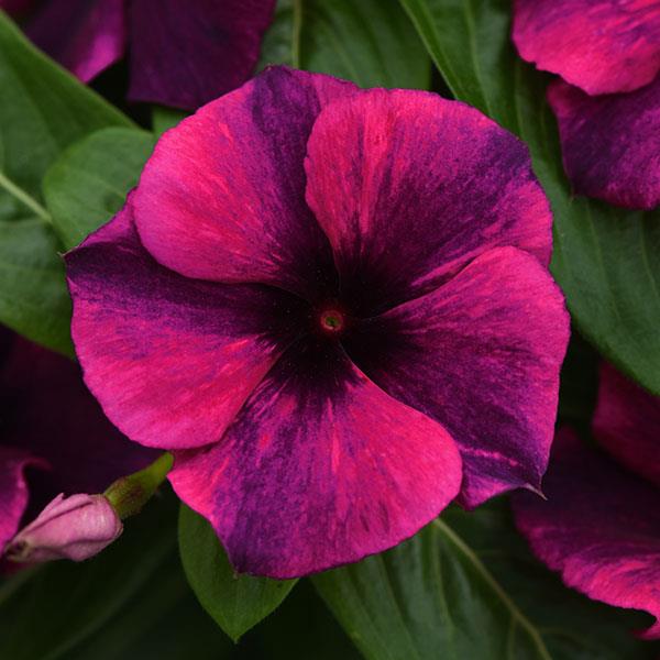 Vinca Seeds Vinca Tattoo™ Black Cherry