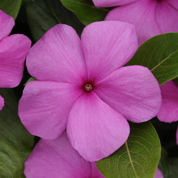 Vinca Seeds Vinca Titan Lilac 1,000 Seeds F1