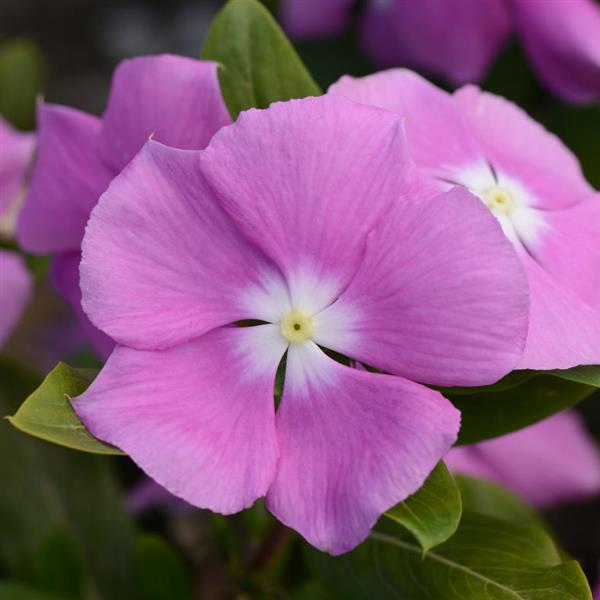 Vinca Seeds Vinca Valiant™ Orchid Vinca 1,000 Bulk Seeds