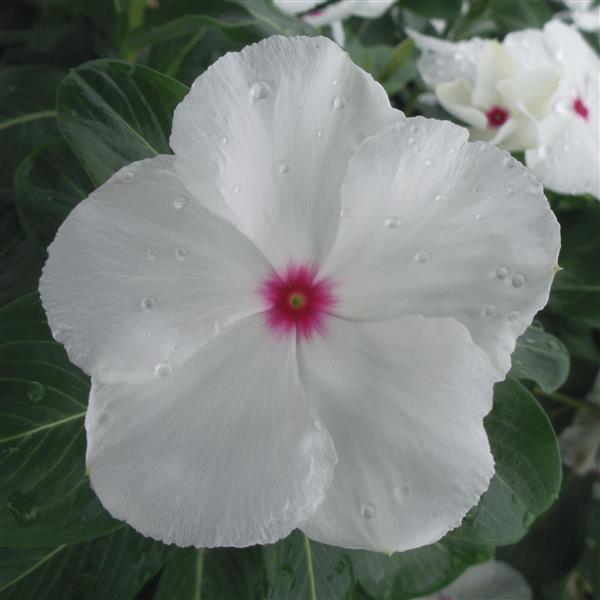 Vinca Seeds Vinca Virtuosa Polka Dot 1,000 Flower Seeds