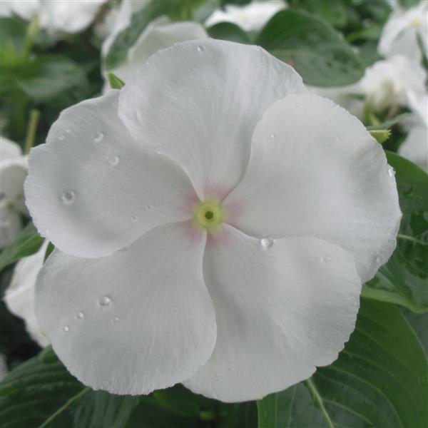 Vinca Seeds Vinca Virtuosa White 1,000 Flower Seeds