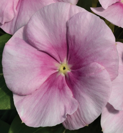 Vinca Vitalia Icy Pink 1,000 Bulk Vinca Seeds