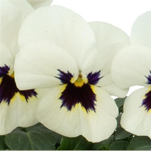 Viola Seeds Admire Ivory Blotch 1,000 Seeds