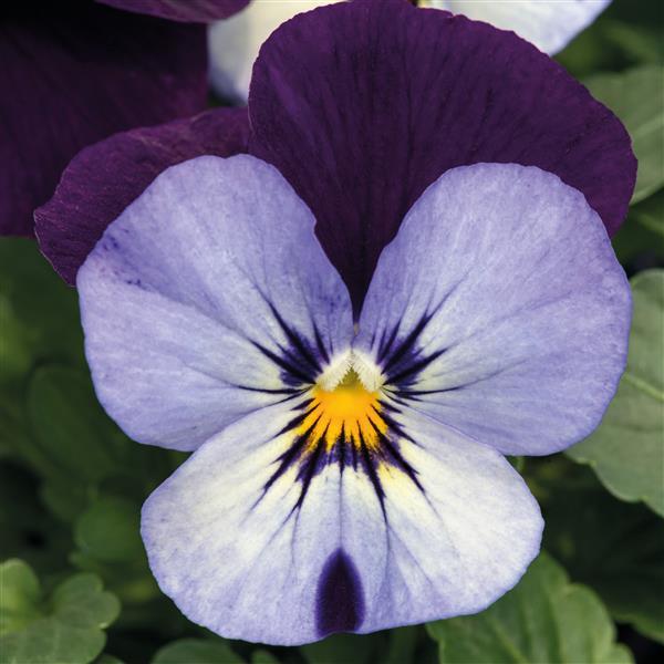 Viola Seeds Admire Neon Purple Wing 1,000 Seeds