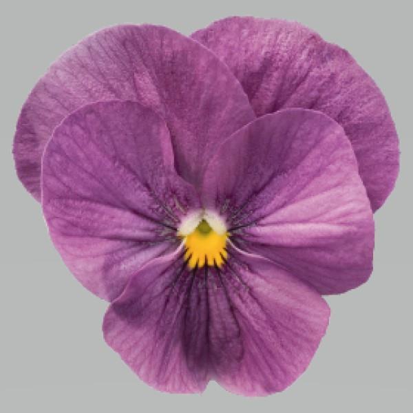 Viola Seeds Admire Orchid 1,000 Seeds