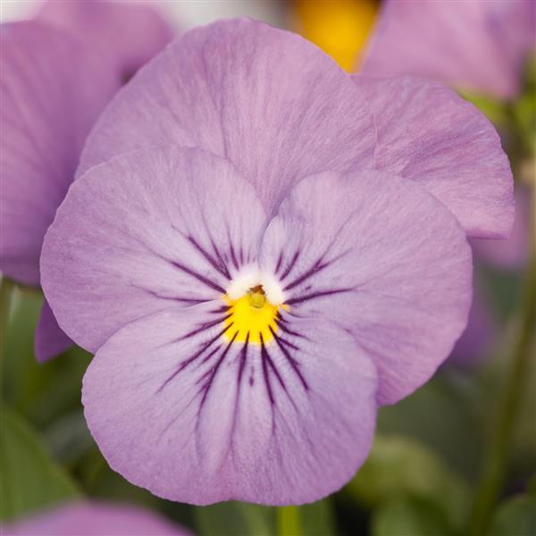 Viola Seeds Admire Pink 1,000 Seeds