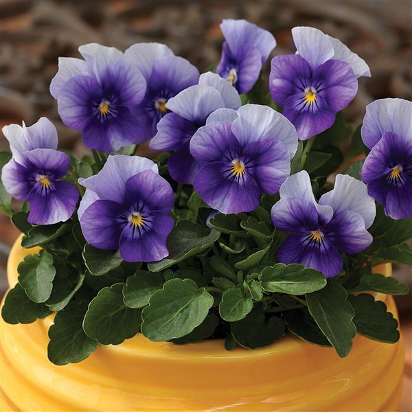 Viola Seeds Penny Beaconfield 1,000 Seeds