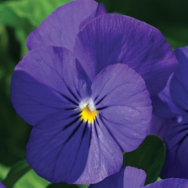 Viola Seeds Penny Blue 1,000 Seeds