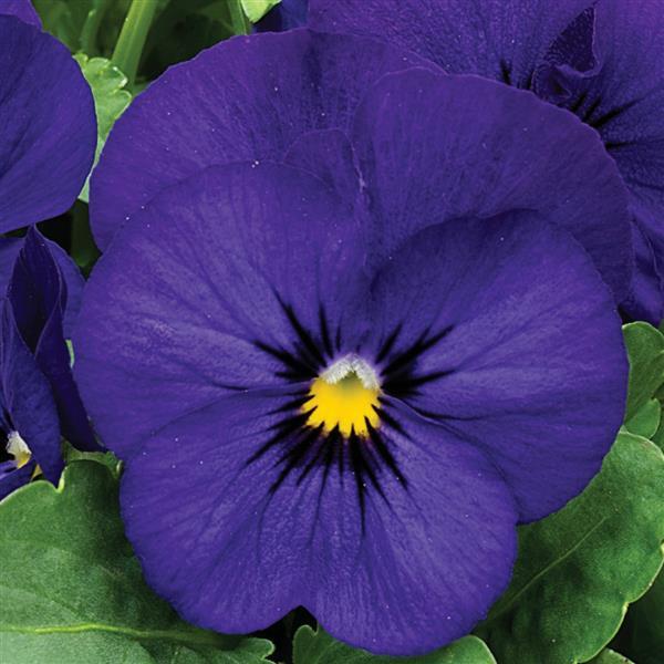 Viola Seeds Penny Deep Blue 1,000 Seeds