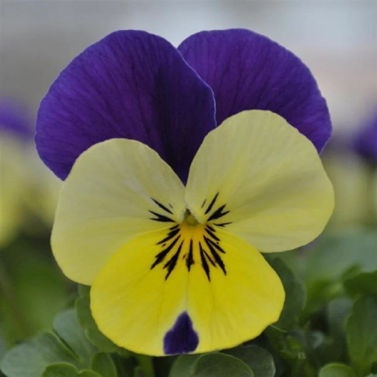 Viola Seeds Quicktime ™ Lemon Jump Up 1,000 Seeds