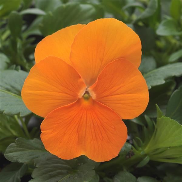 Viola Seeds Sorbet® XP Deep Orange 1,000 Seeds