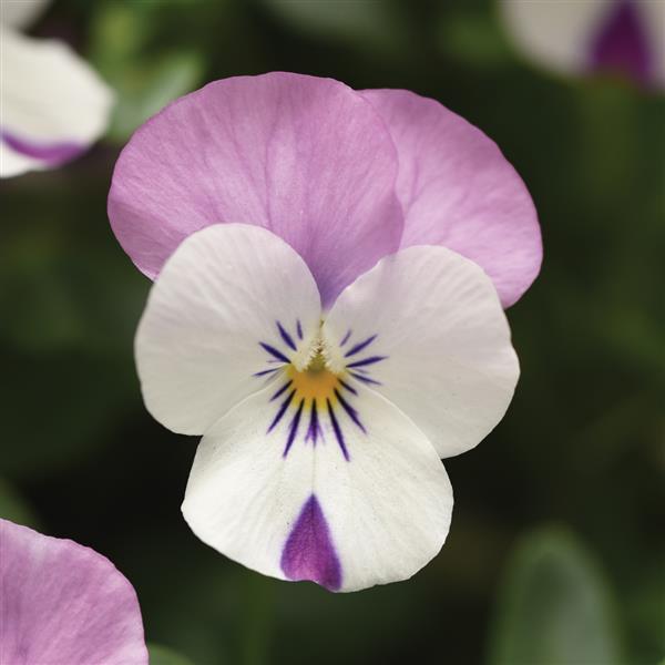 Viola Seeds Sorbet® XP Pink Wing 1,000 Seeds