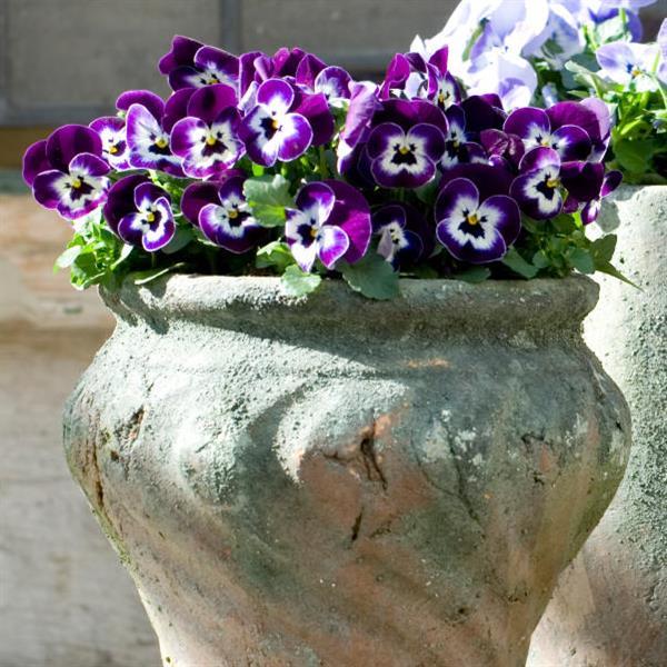 Viola Seeds Sorbet® XP Purple Face 1,000 Seeds