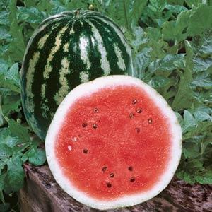 Watermelon Seeds Crimson Sweet Organic Vegetable Seeds