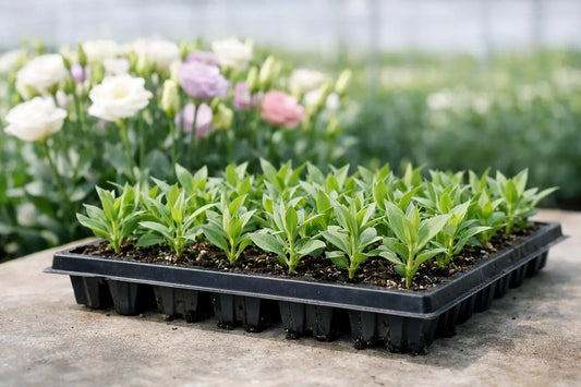 Lisianthus Plug Tray Results That Hold Up