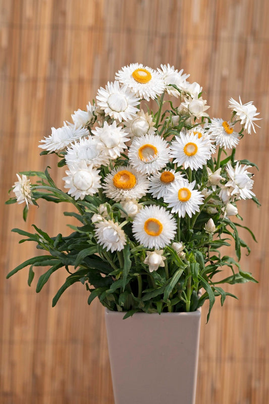 Cool-Weather Color and Sun-Kissed Texture: Planting Lobelia and Strawflowers from Seed