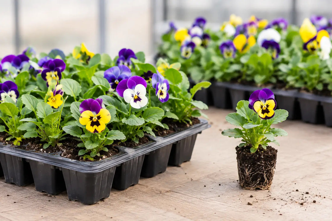 Pansy Plug Production for Uniform Young Plants