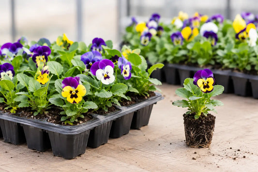 Pansy Plug Production for Uniform Young Plants