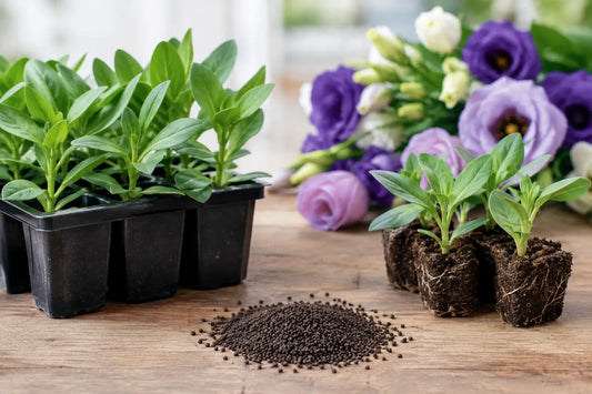 Lisianthus Plugs Versus Seeds for Growers