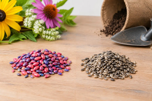 Coated Versus Uncoated Flower Seeds Explained
