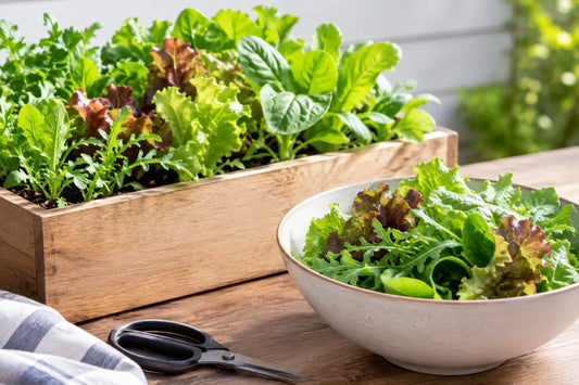 How to Grow Salad Greens for Weeks of Harvest
