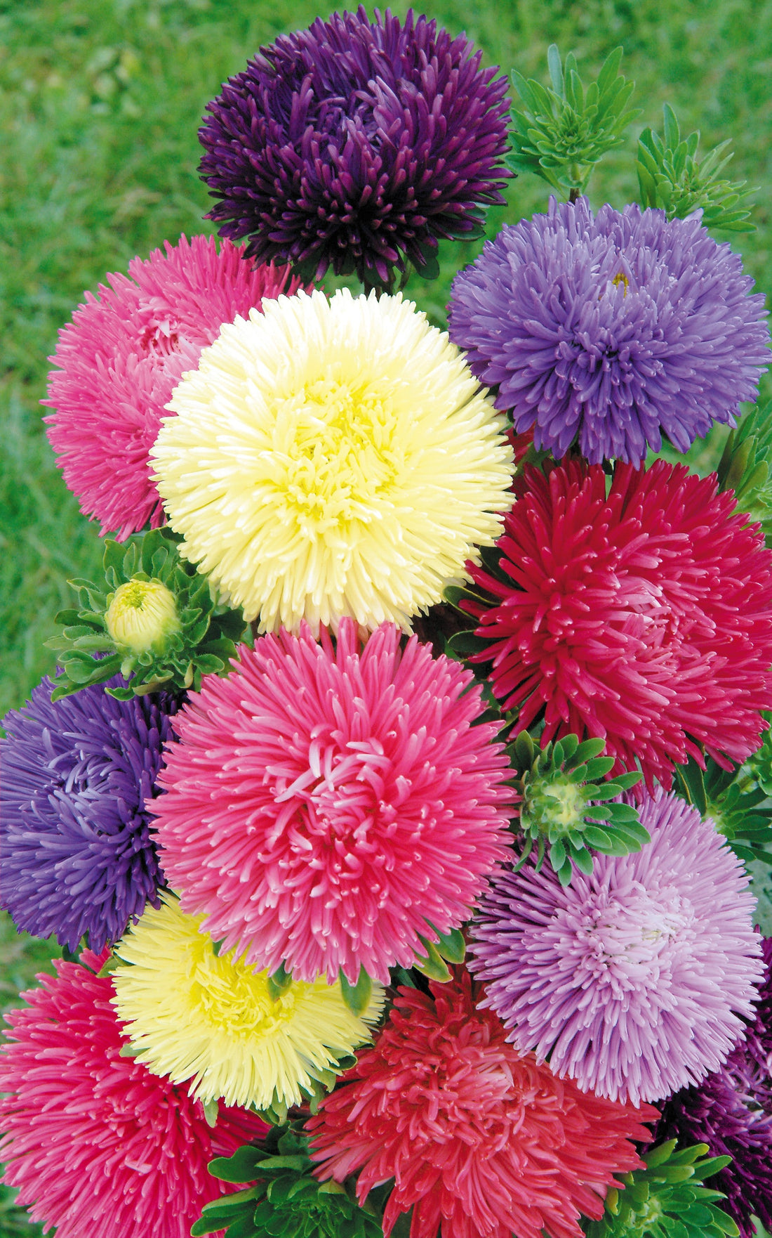 Bulk Aster Seeds for Bold, Late-Season Color