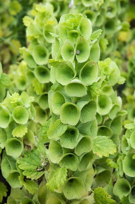 Molucella Lavevis Bells of Ireland flowers blooming in garden